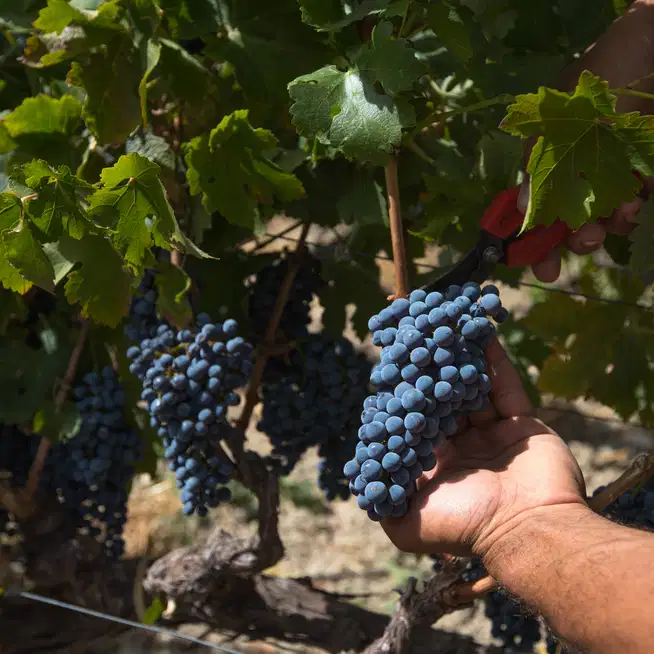 Cabernet Sauvignon