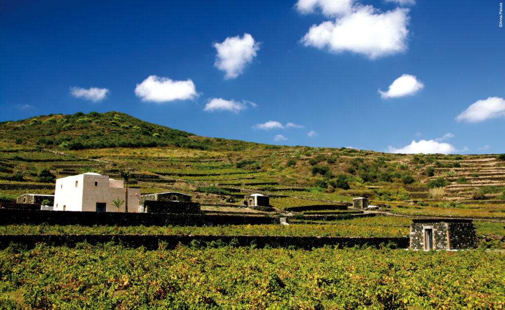 Donnafugata for the reforestation of Pantelleria