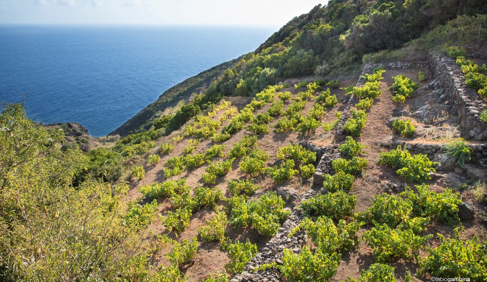 Zaia: wine and driving, the list of questions nobody asks