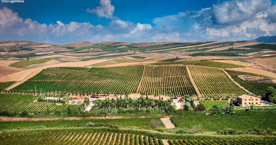 Donnafugata: I progetti per la biodiversità e la valorizzazione delle varietà autoctone fra cui alcune “varietà-reliquie”