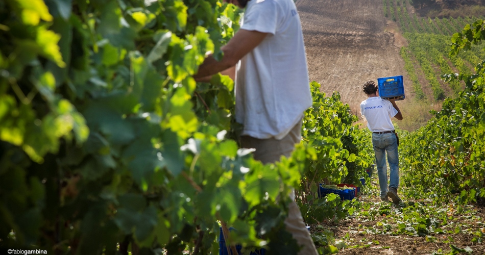 La vendemmia 2012 a Donnafugata