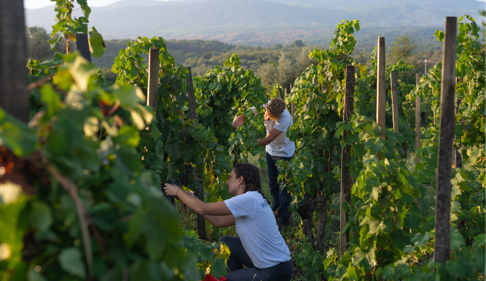 The 2021 Grape Harvest at Donnafugata