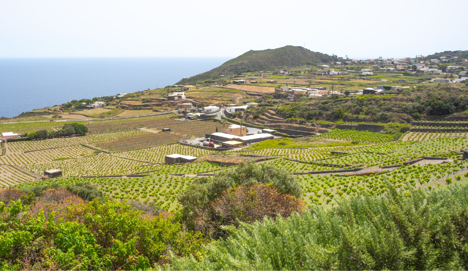 The “Khamma Trail” at Donnafugata to discover the biodiversity of Pantelleria