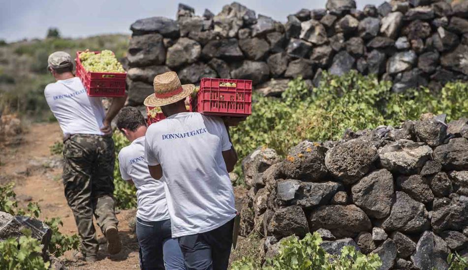 Die Weinlese 2018 bei Donnafugata