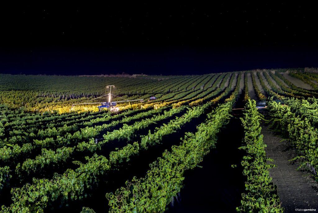 L’Opera dei Pupi Siciliani nel vigneto di Contessa Entellina e l’avvio della vendemmia notturna dello Chardonnay