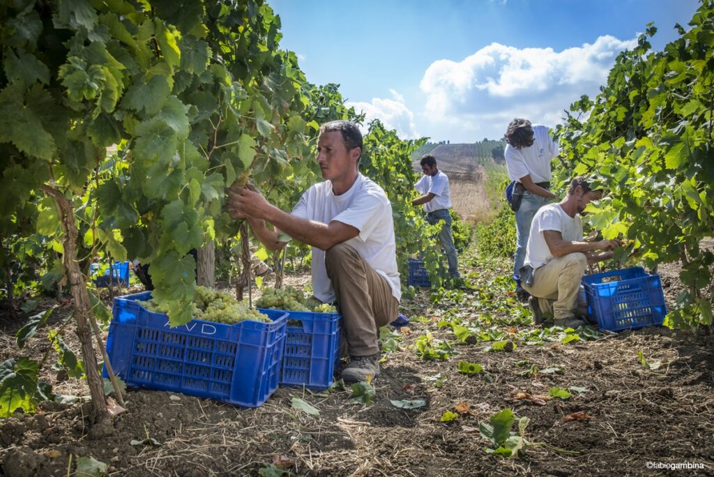 Auftakt zur Weinlese 2024 bei Donnafugata