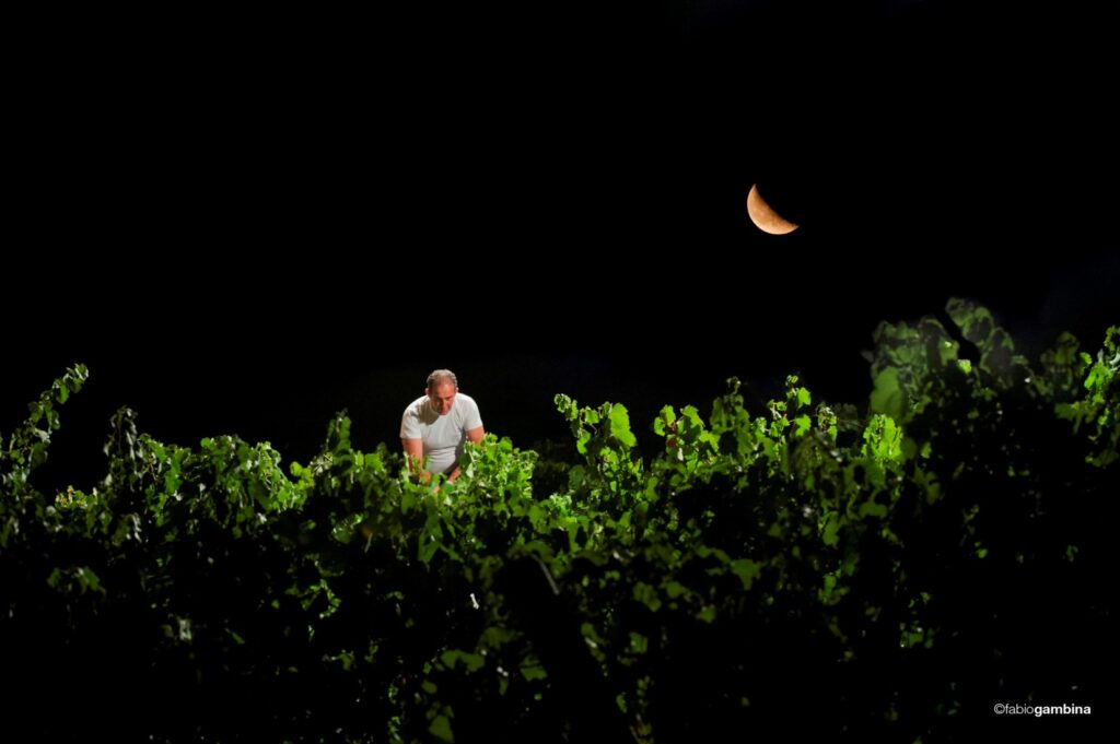 Bei Donnafugata die unsichtbaren Orchester der nächtlichen Weinlese