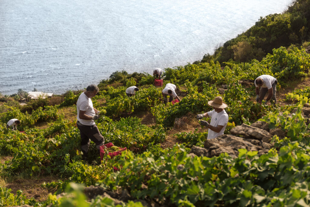 The 2023 harvest at Donnafugata