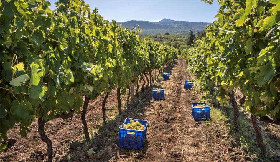 Die Weinlese 2019 bei Donnafugata