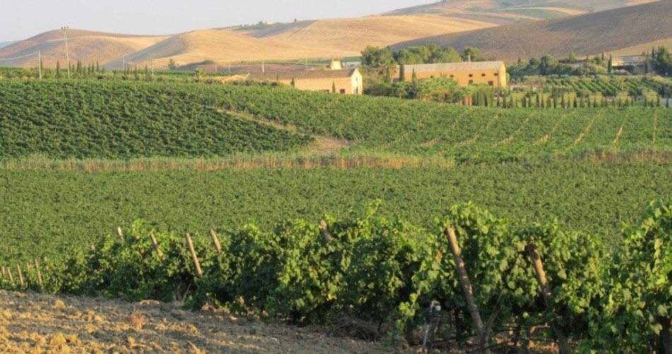 Elevata escursione termica: vigneti in gran forma