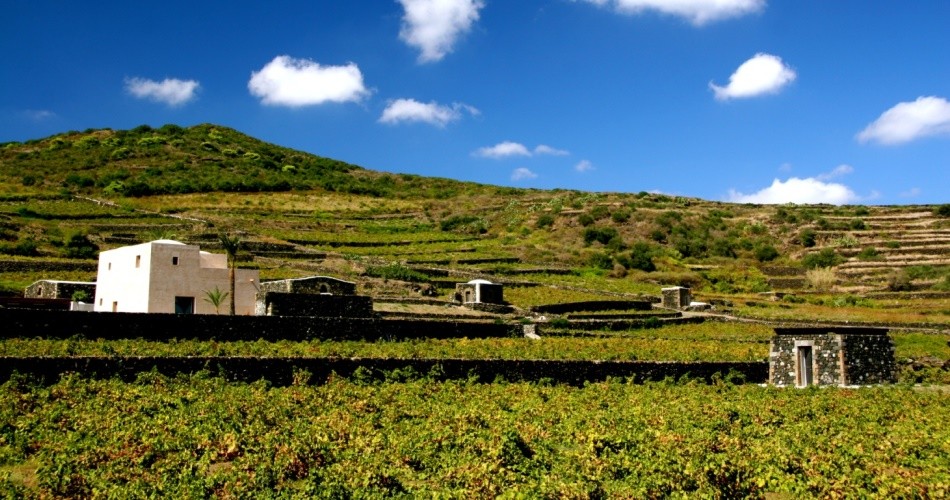 Sostenibilità: le “5 VELE” a Pantelleria e l’impegno di Donnafugata