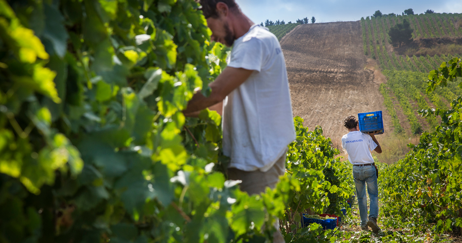 2015 harvest at Donnafugata