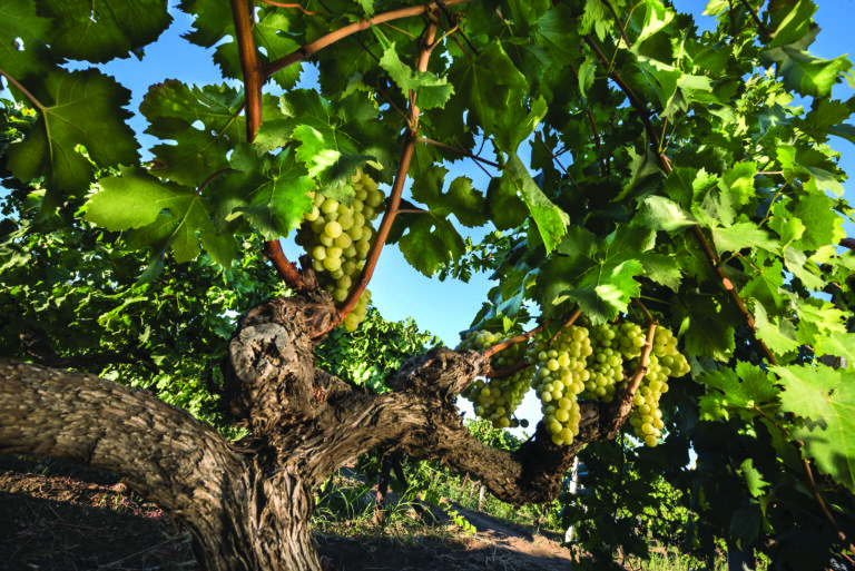 Carricante – Tenuta dell’Etna