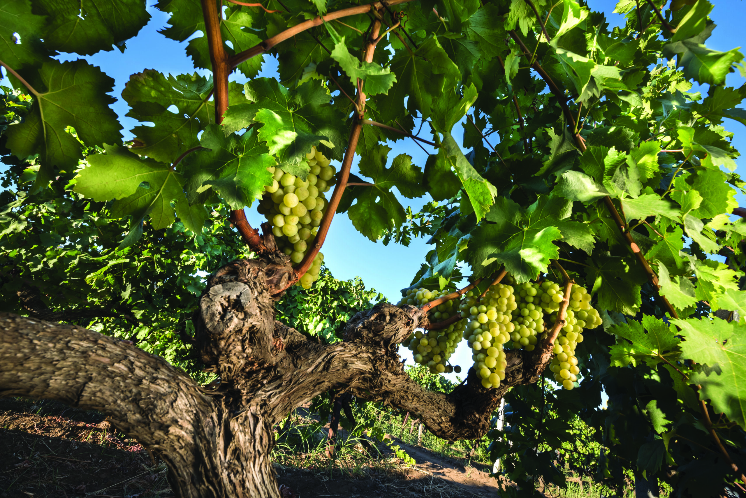 Carricante – Tenuta dell’Etna