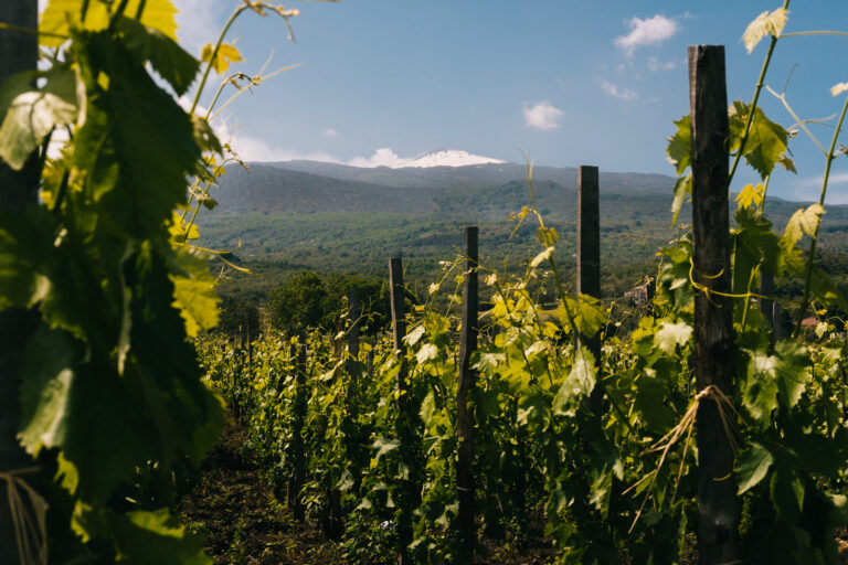 Contrada Montelaguardia – Tenuta dell’Etna