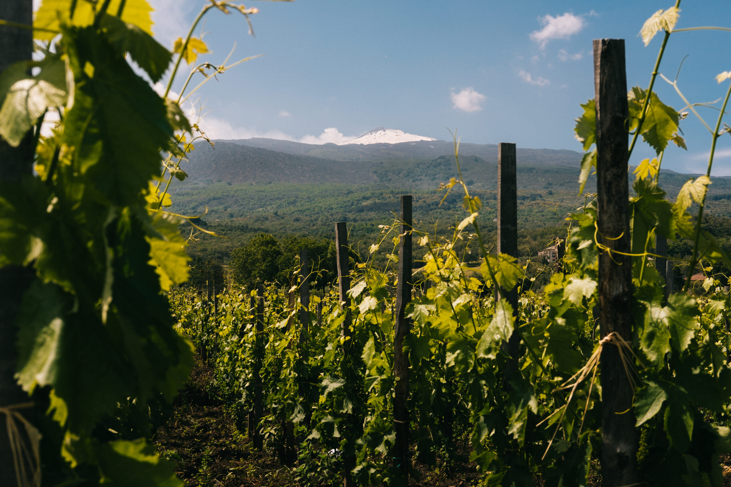Contrada Montelaguardia – Tenuta dell’Etna