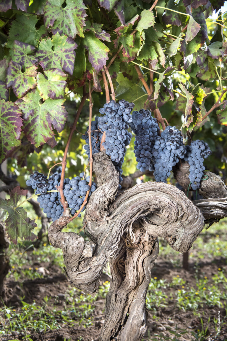 NErello Mascalese – Weingut am Ätna