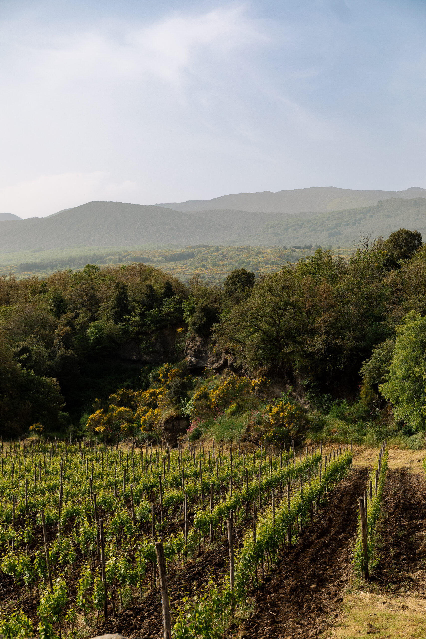 Sciara nuda – Tenuta dell’Etna