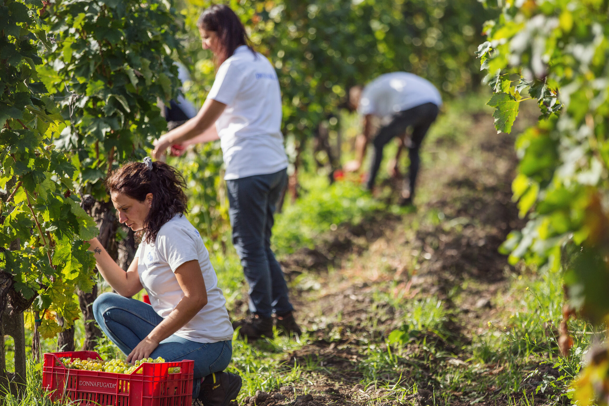 Vendemmia – Tenuta dell’Etna