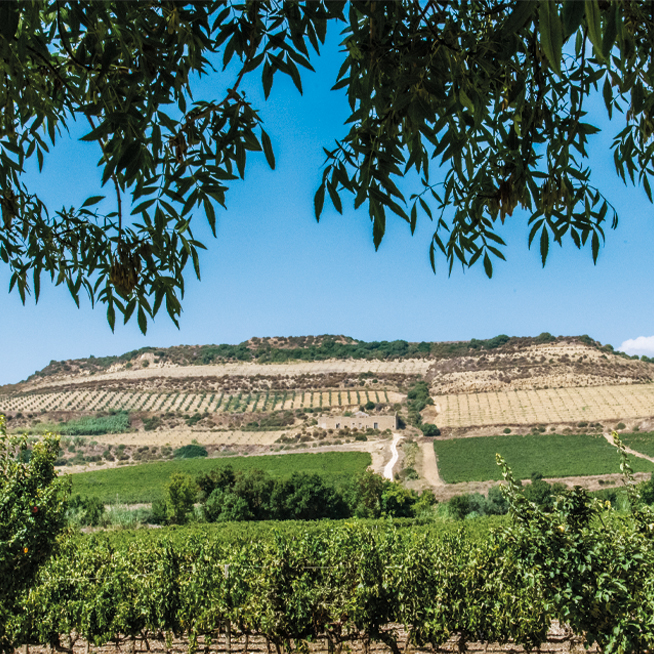 2016 - Two new estates on Etna and at Vittoria