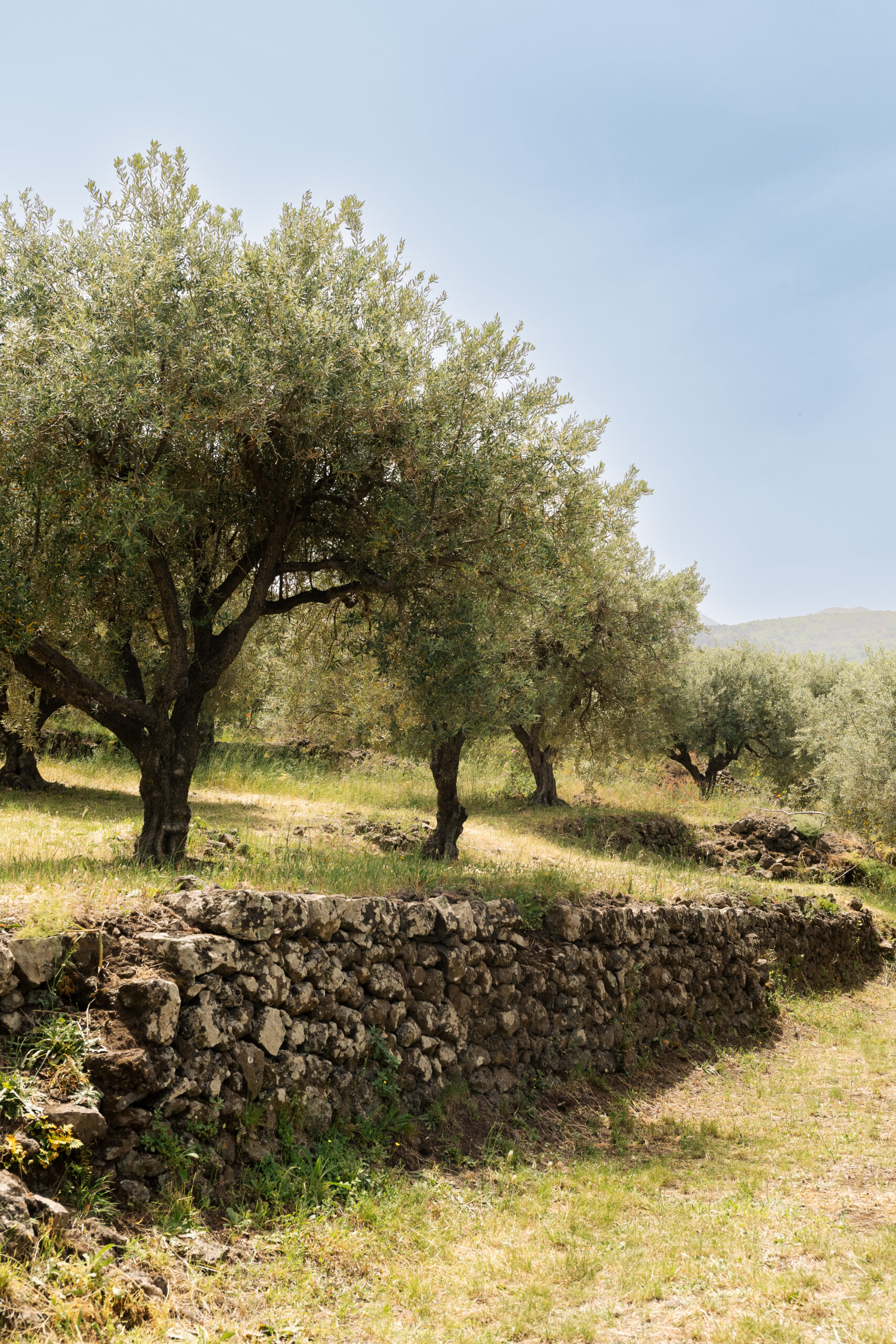 Uliveti – Tenuta dell’Etna