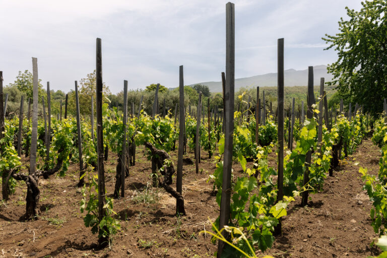 Vigna perpetua – Tenuta dell’Etna