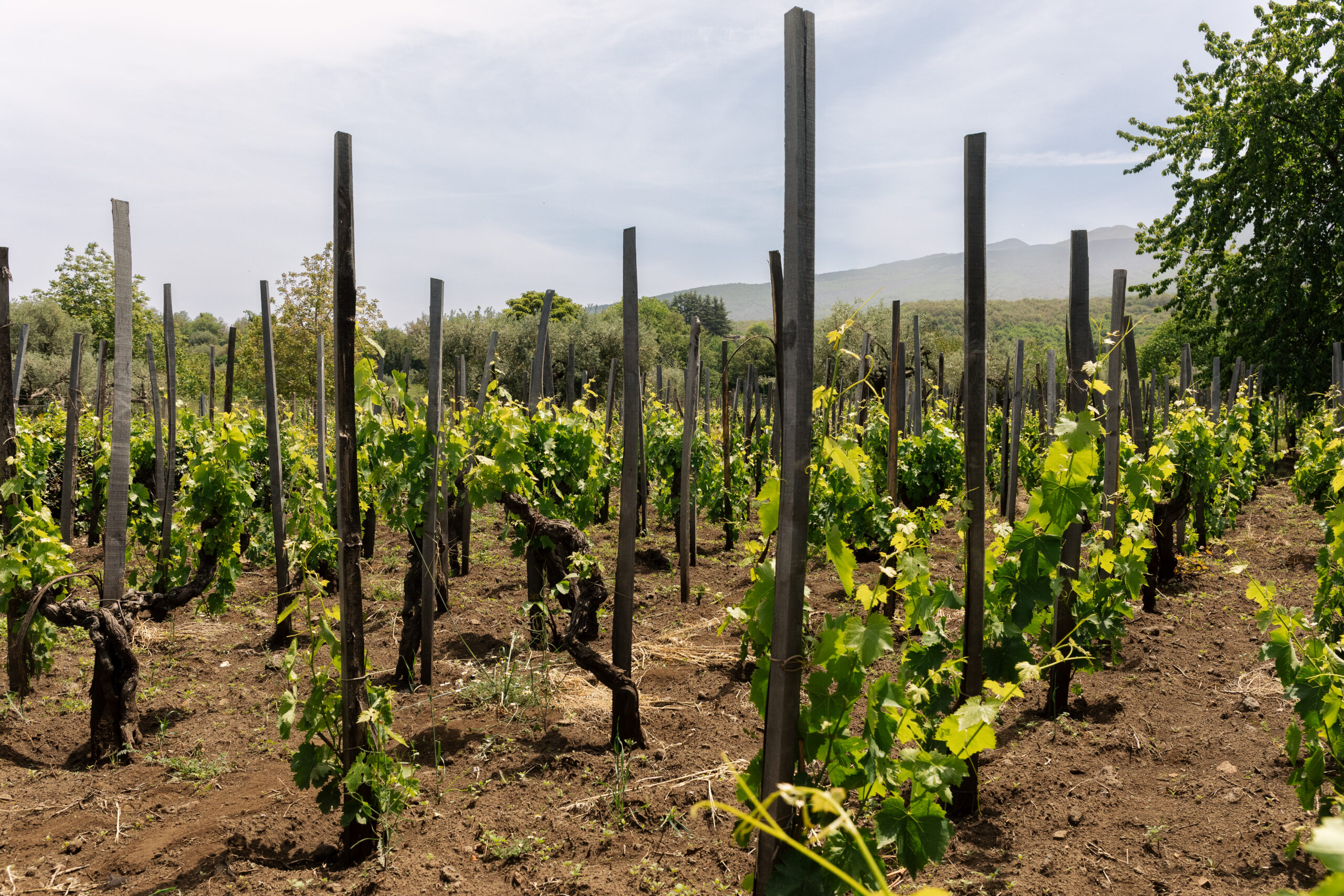 Vigna perpetua – Tenuta dell’Etna