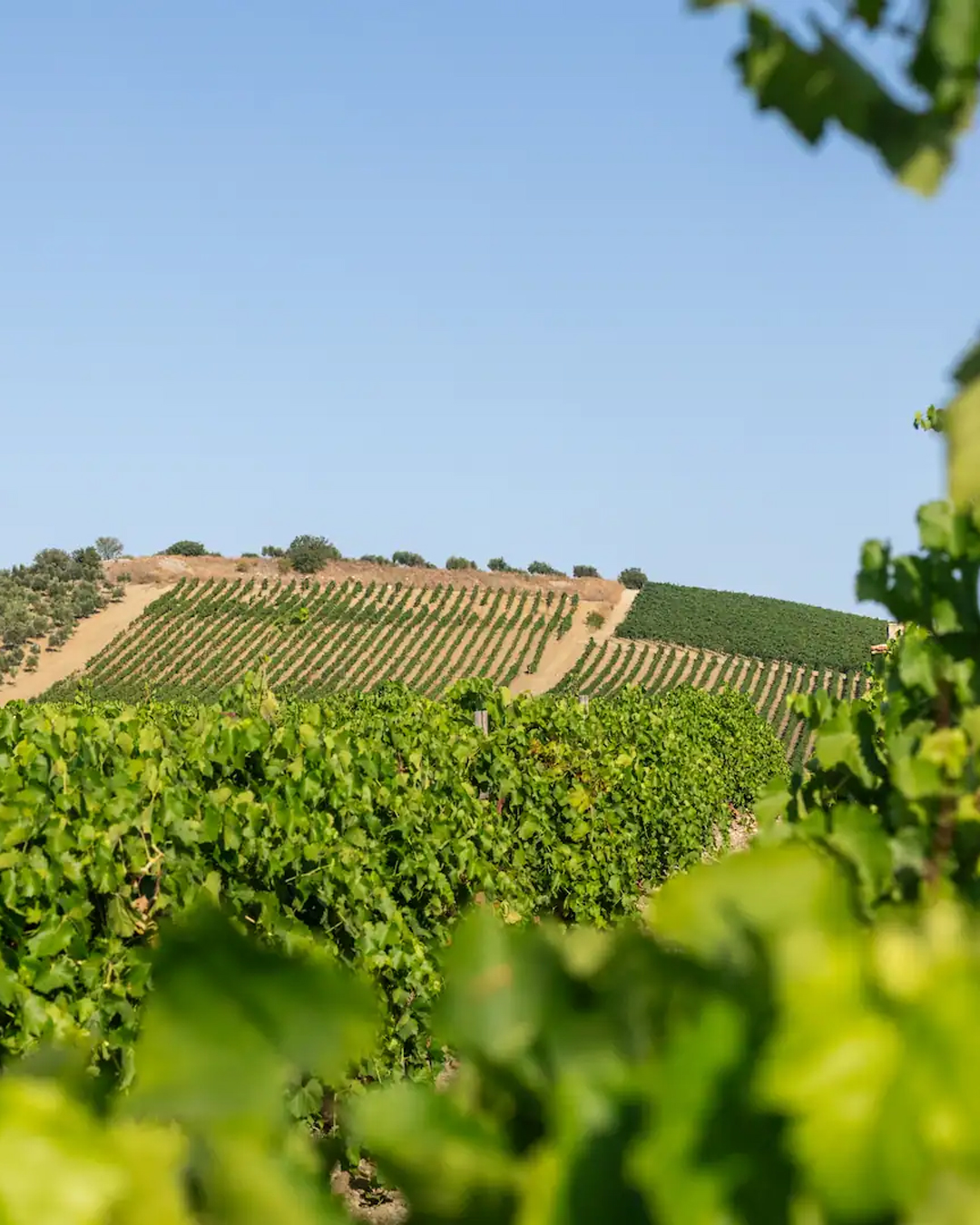 Vineyards and wineries